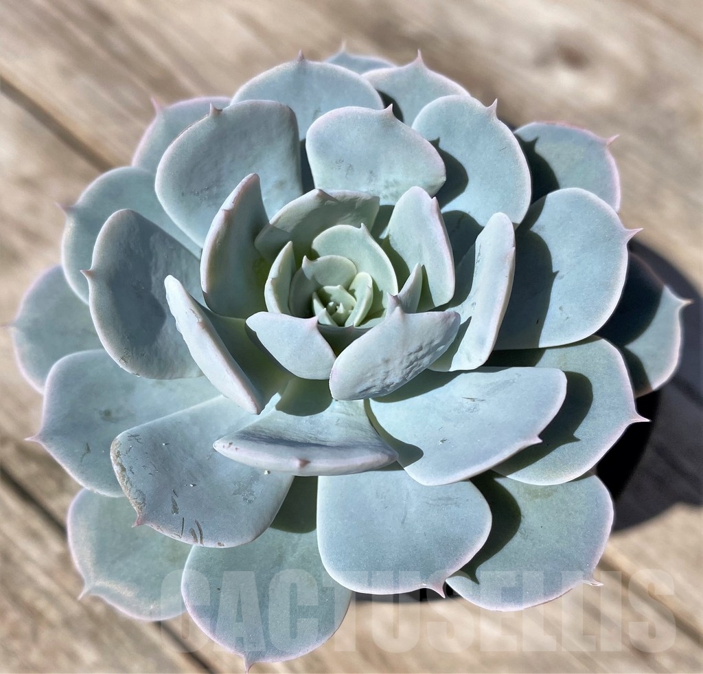 SHPR22502 Echeveria peacockii