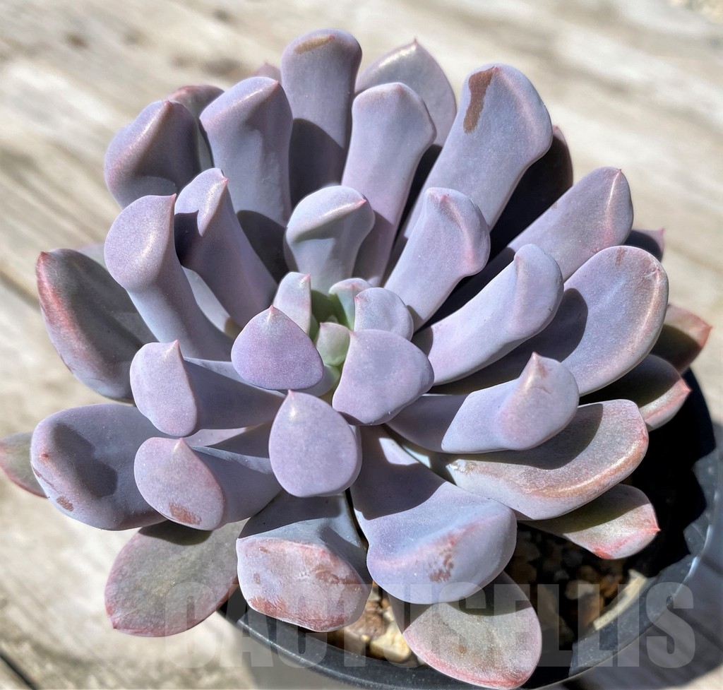 SHPR22504 Echeveria ‘Cupid’ - immagine 2