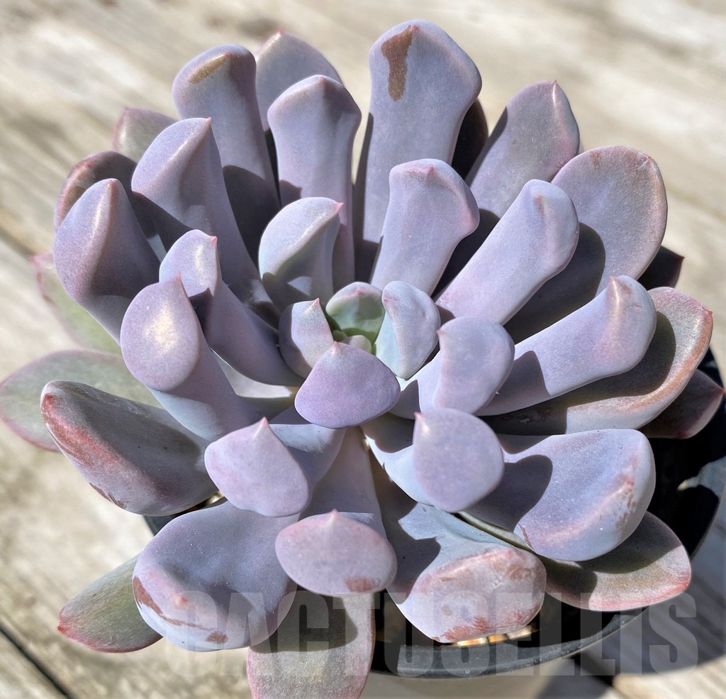 SHPR22504 Echeveria ‘Cupid’