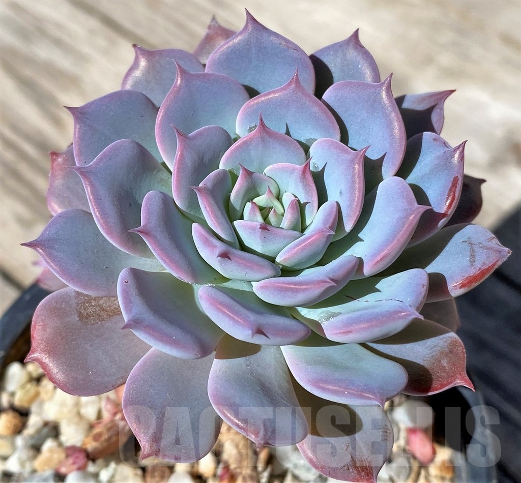 SHPR22505 Echeveria 'Lawrence' - Image 3