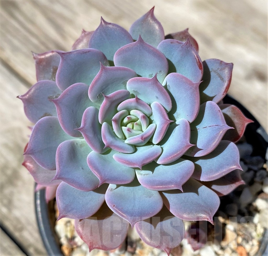 SHPR22505 Echeveria 'Lawrence'