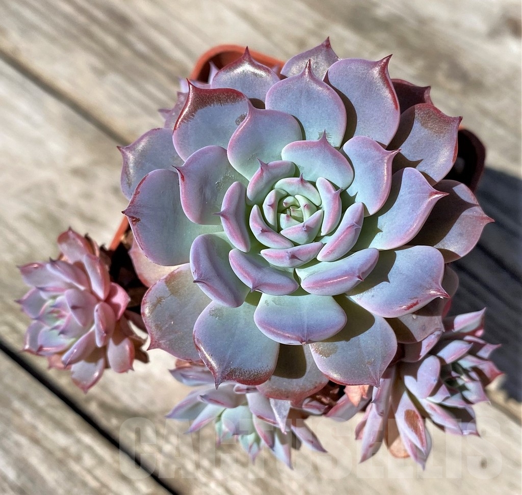 SHPR22506 Echeveria 'Lawrence'
