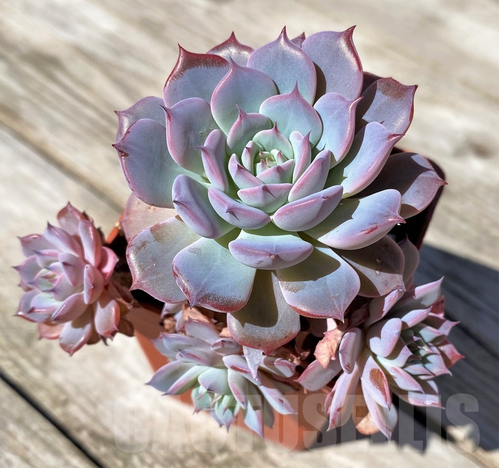 SHPR22506 Echeveria 'Lawrence' - Image 2