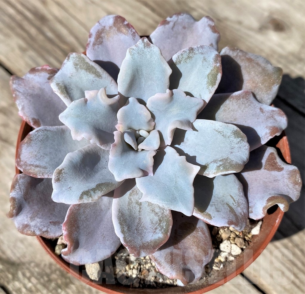 SHPR22508 Echeveria ‘Crispate Beauty’