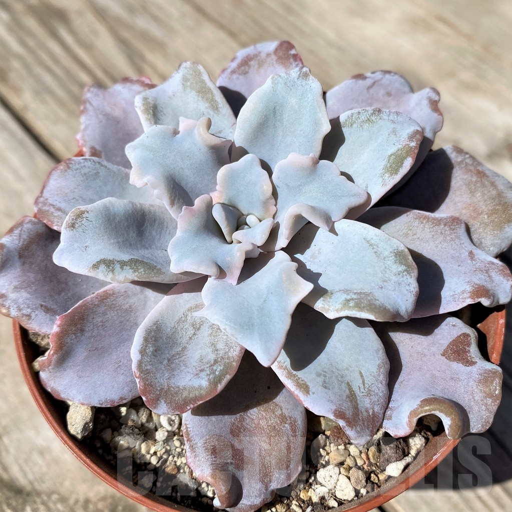 SHPR22508 Echeveria ‘Crispate Beauty’ - Image 2