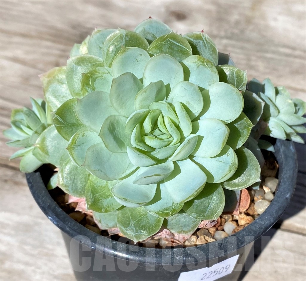 SHPR22509 Echeveria elegans