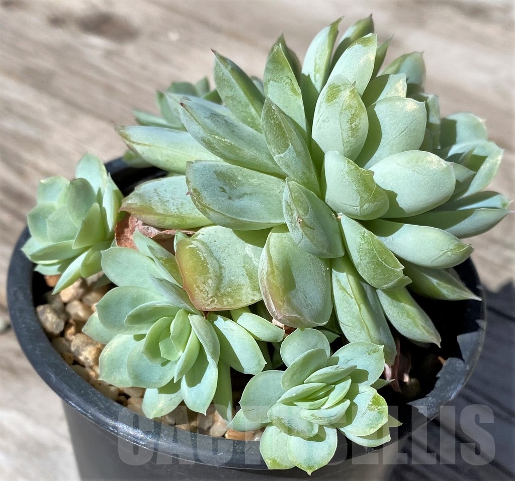 SHPR22509 Echeveria elegans - Image 2