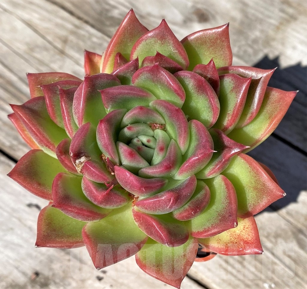 SHPR22510 Echeveria ‘Floreana’ - Image 2