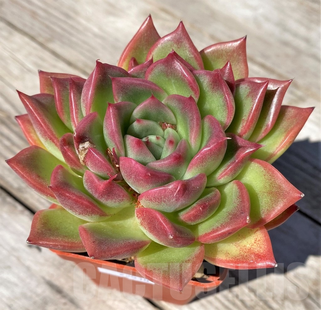 SHPR22510 Echeveria ‘Floreana’
