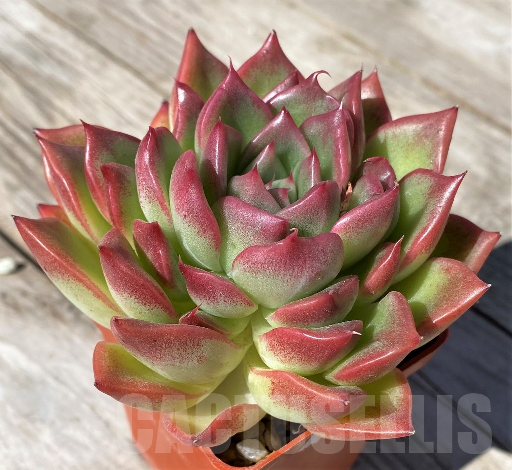 SHPR22510 Echeveria ‘Floreana’ - Image 3