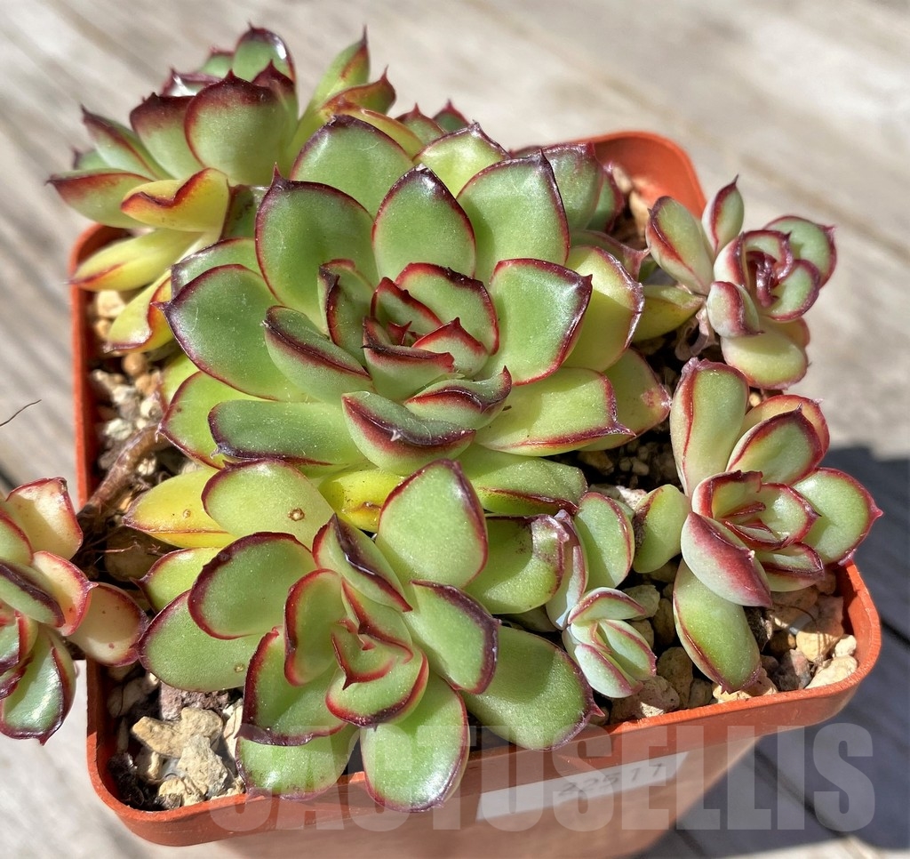 SHPR22511 Echeveria pulidonis hybrid cluster - Image 2