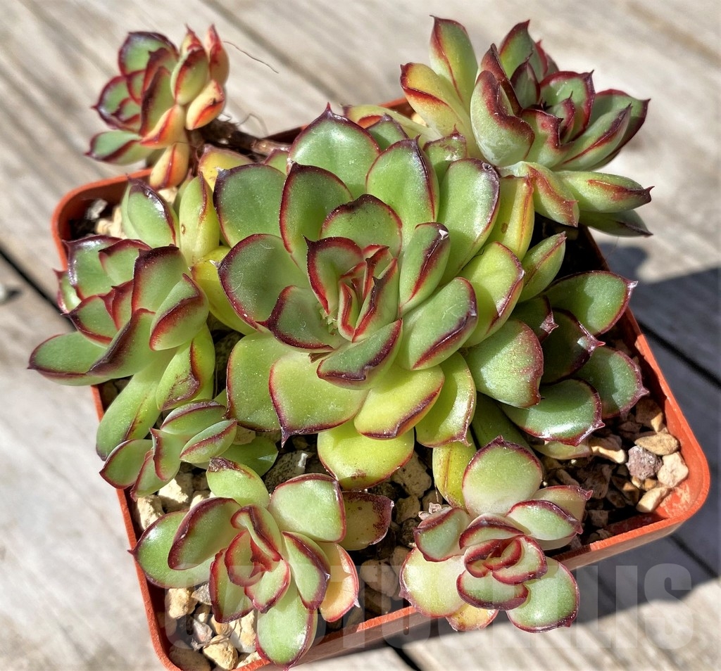 SHPR22511 Echeveria pulidonis hybrid cluster
