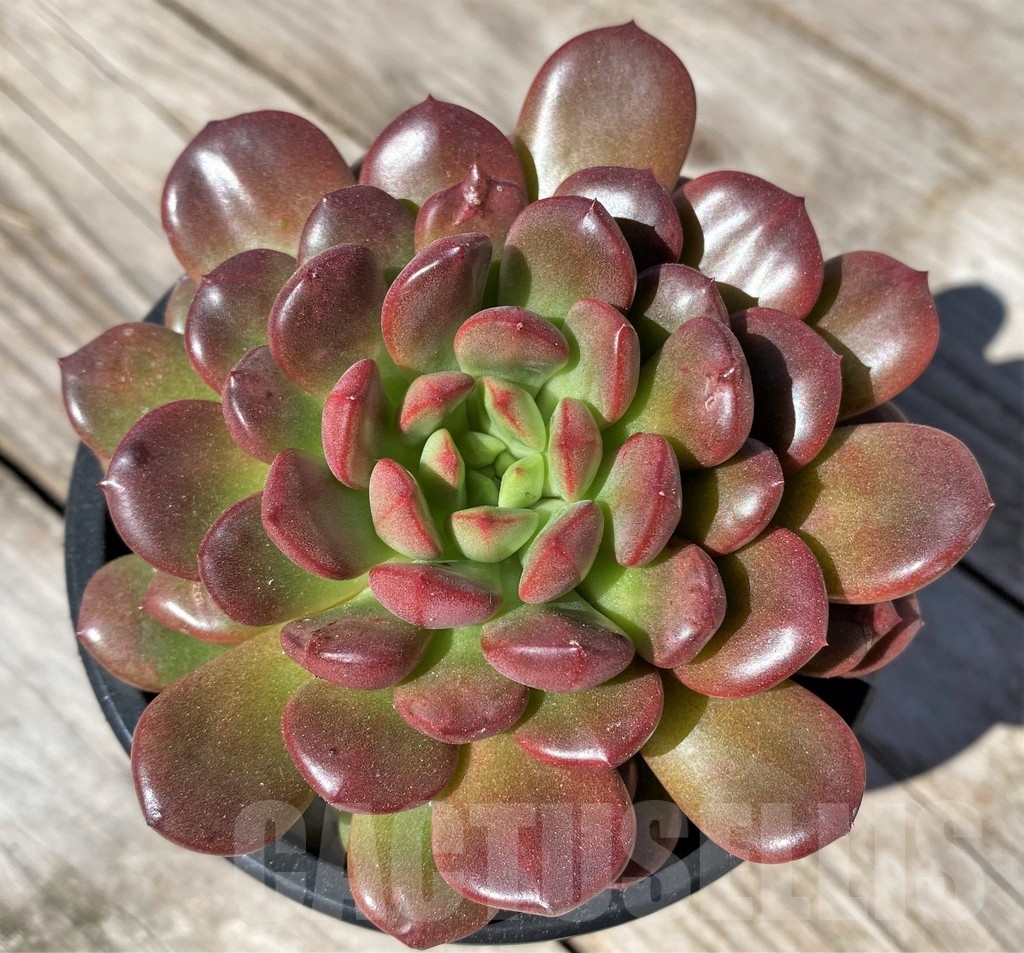 SHPR22512 Sedeveria 'Pink Ruby'