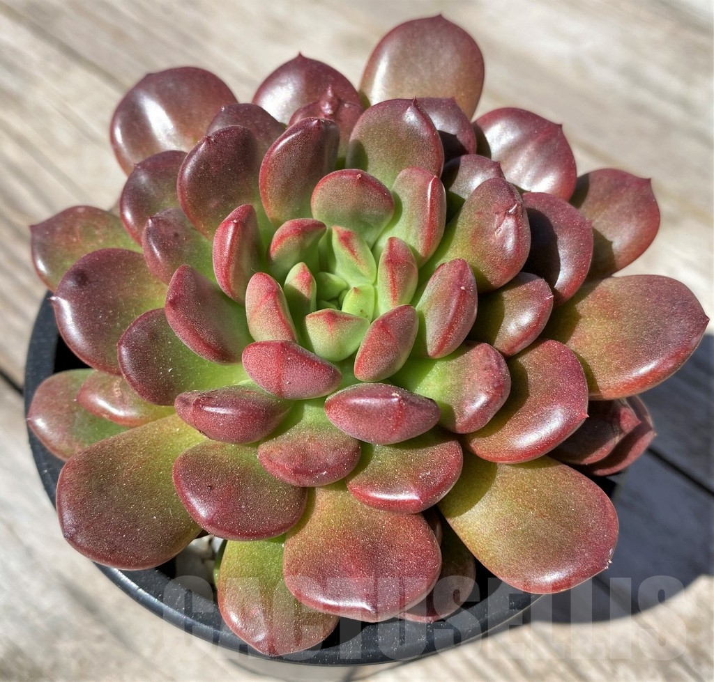 SHPR22512 Sedeveria 'Pink Ruby' - Image 2