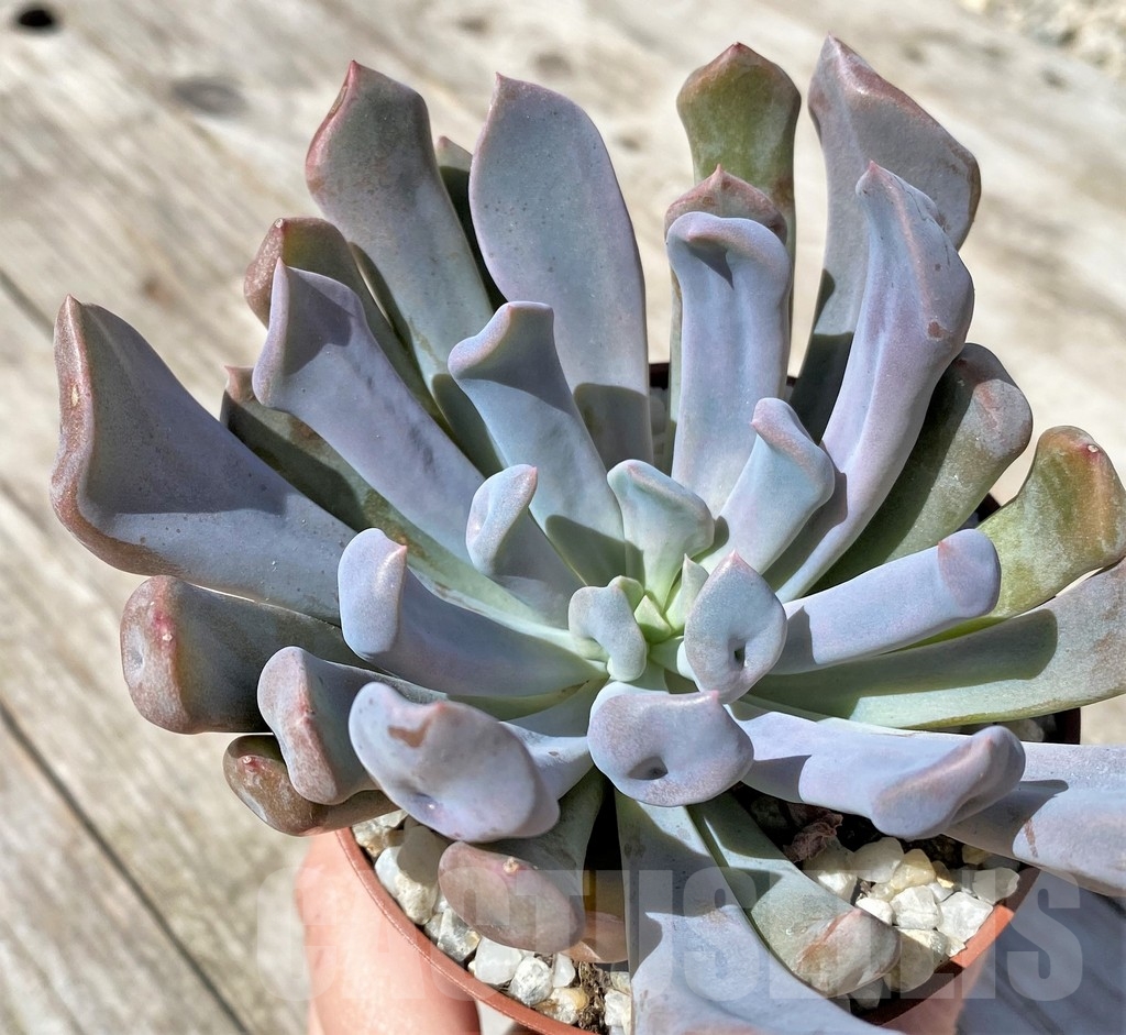 SHPR22513 Echeveria ‘Cupid’