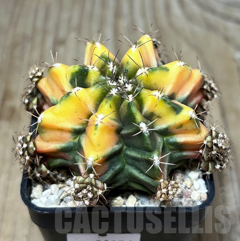 SHPR21674 Gymnocalycium mihanovichii ‘Root Beer’