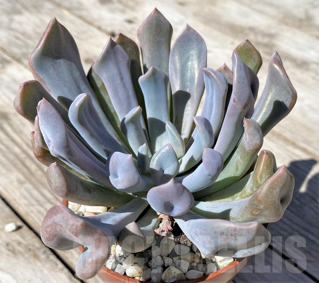 SHPR22513 Echeveria ‘Cupid’ - Image 2
