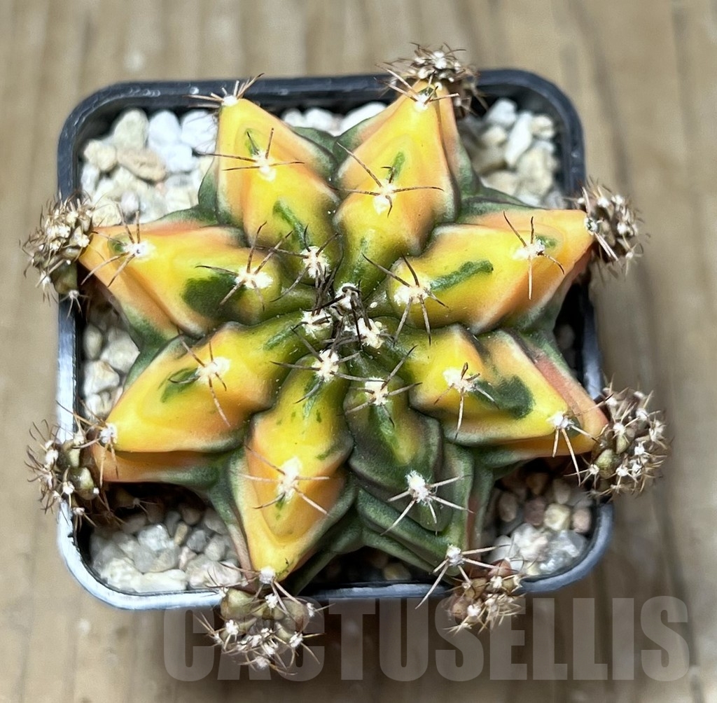 SHPR21674 Gymnocalycium mihanovichii ‘Root Beer’ - Obrázek 2