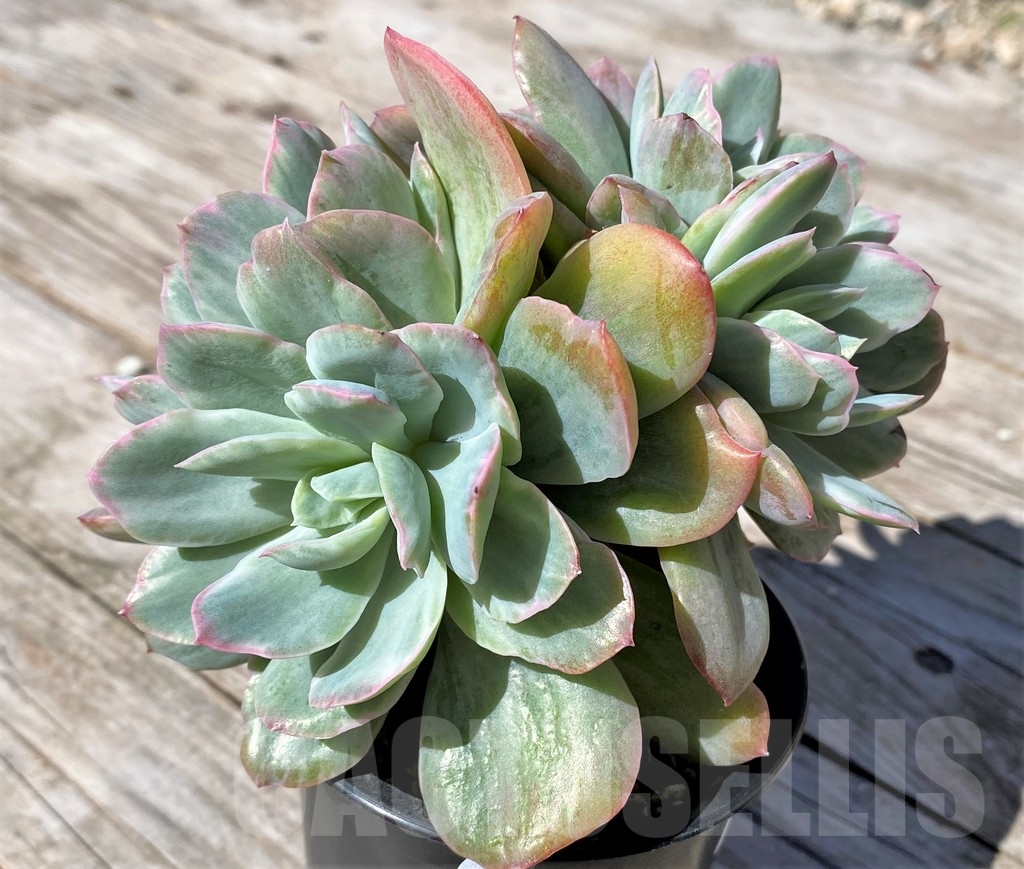 SHPR22514 Echeveria ‘Lemon and Lime White Mutation’ - Image 2