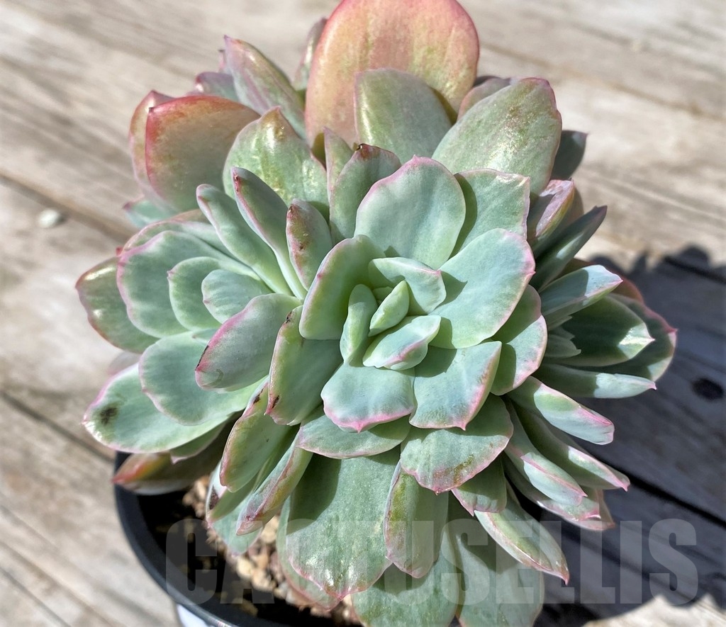 SHPR22514 Echeveria ‘Lemon and Lime White Mutation’