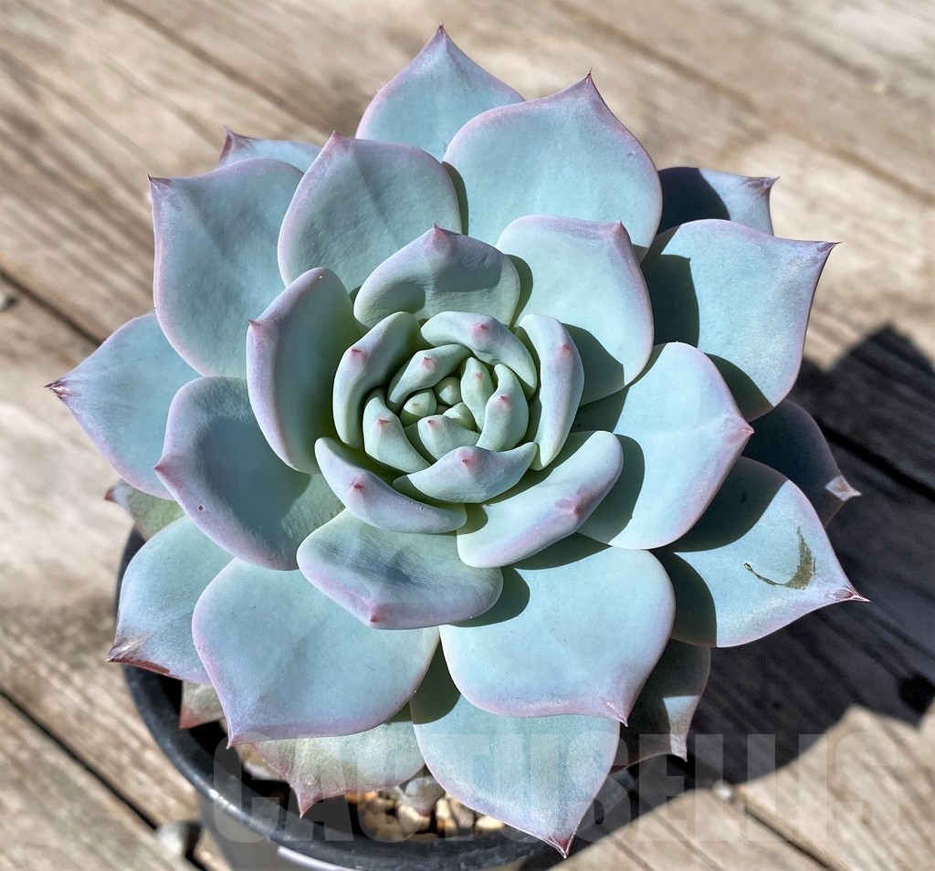 SHPR22515 Echeveria 'Blue Bird' hybrid