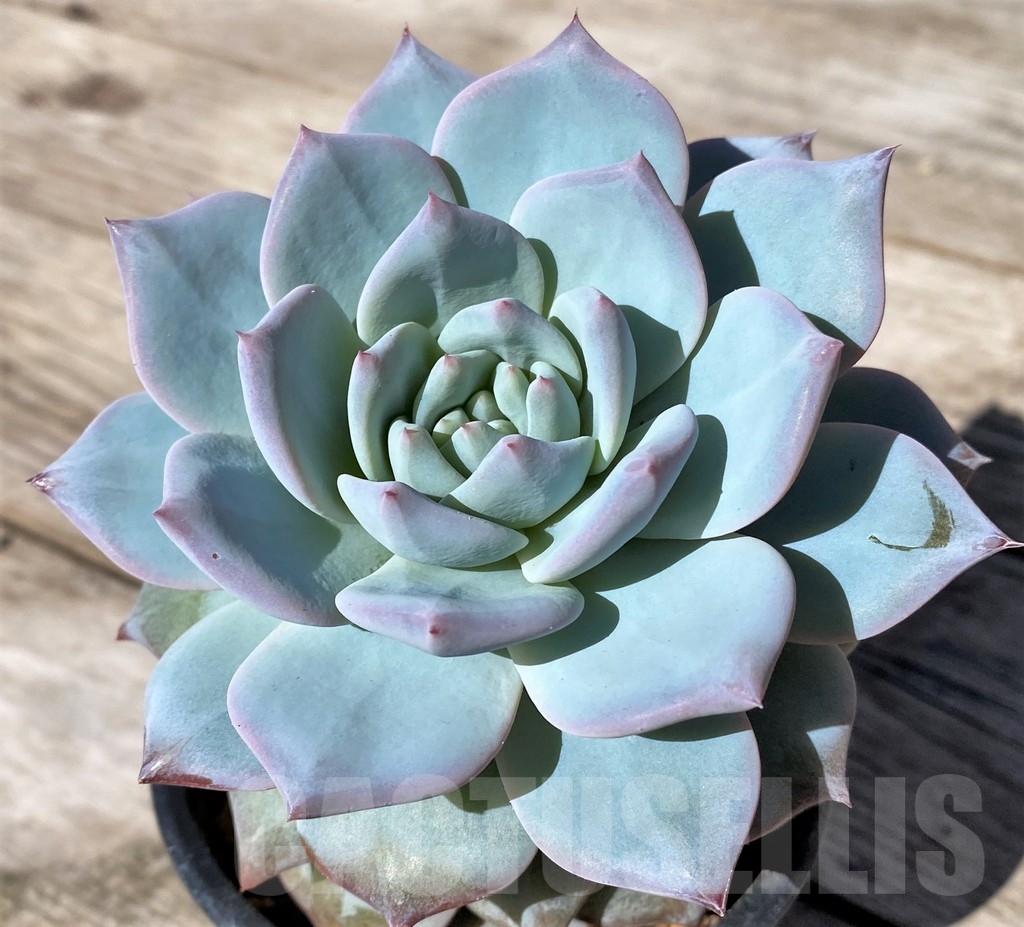 SHPR22515 Echeveria 'Blue Bird' hybrid - Image 2