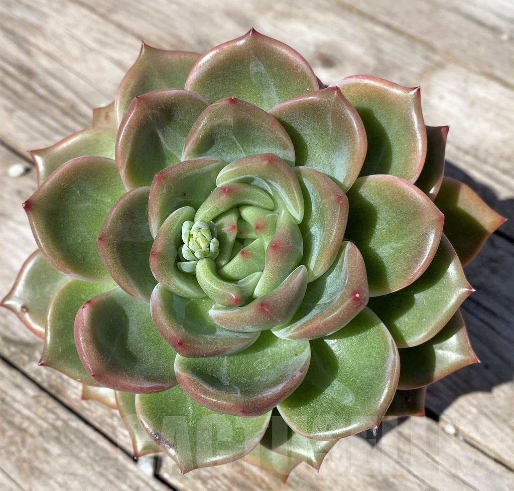 SHPR22516 Echeveria hybrid