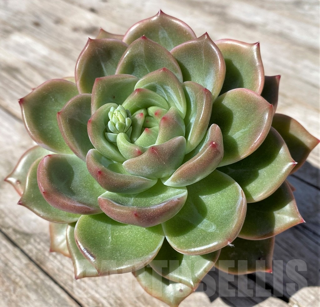SHPR22516 Echeveria hybrid - Image 2