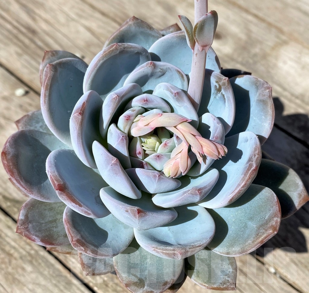 SHPR22517 Echeveria ‘Snow Angel’
