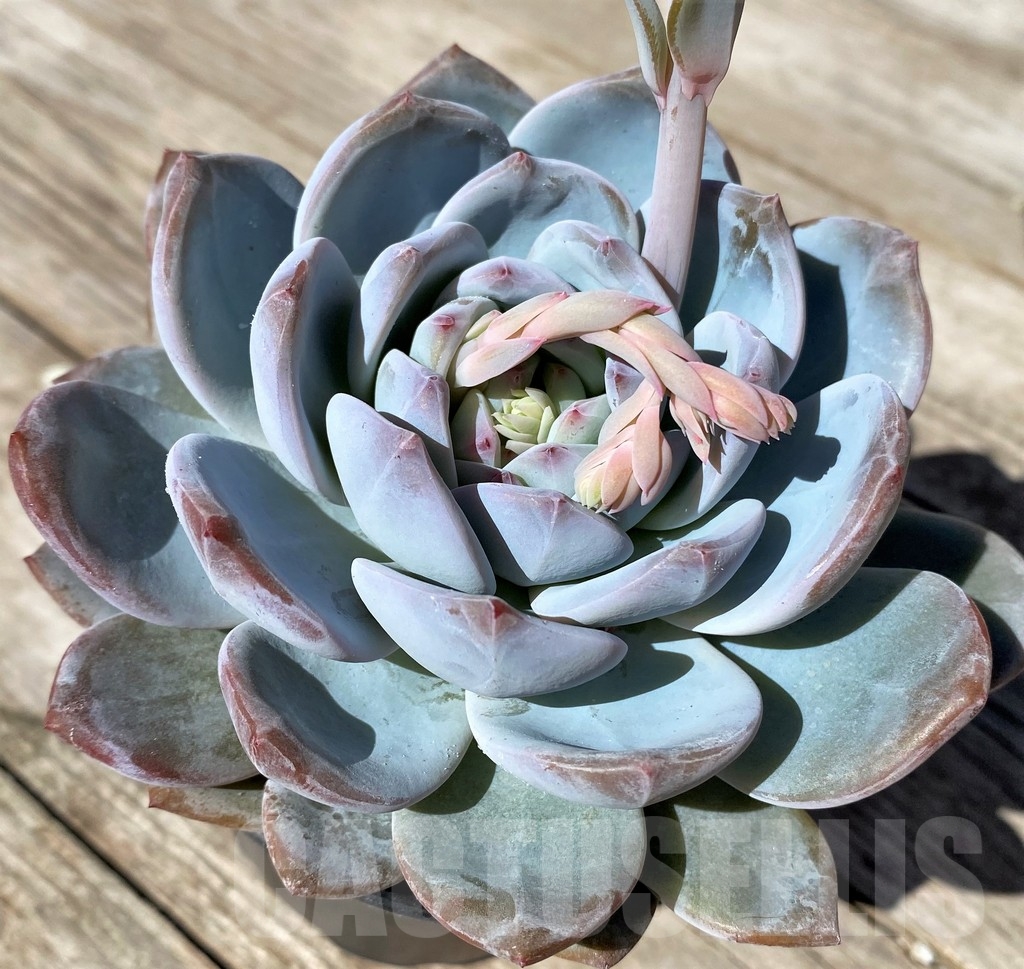 SHPR22517 Echeveria ‘Snow Angel’ - Image 2