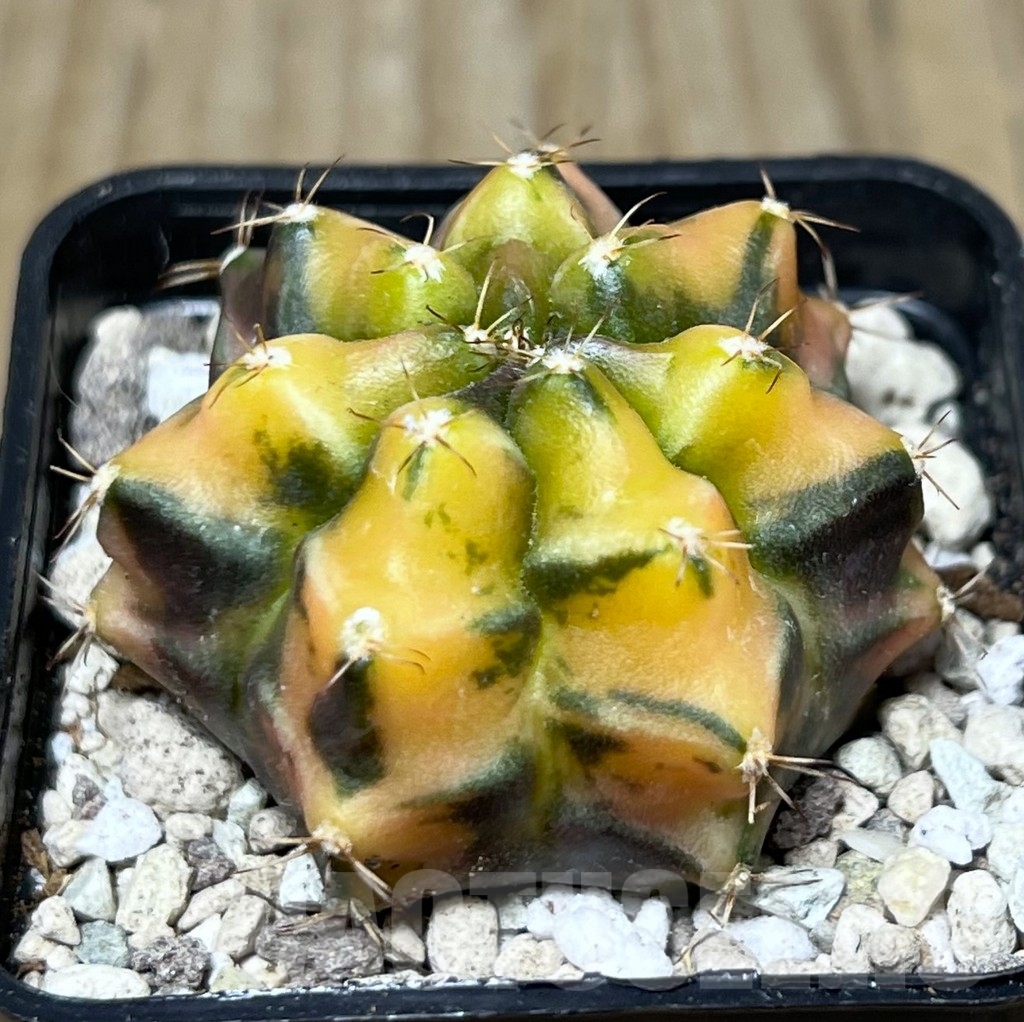 SHPR21678 Gymnocalycium mihanovichii 'Carnelian'