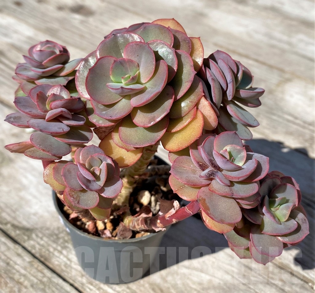 SHPR22518 Echeveria 'Suyon'