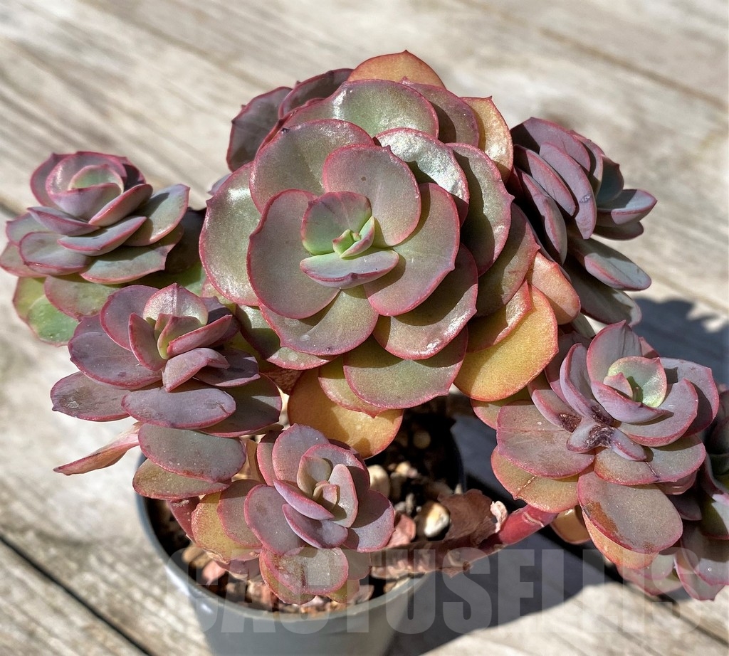 SHPR22518 Echeveria 'Suyon' - Image 2