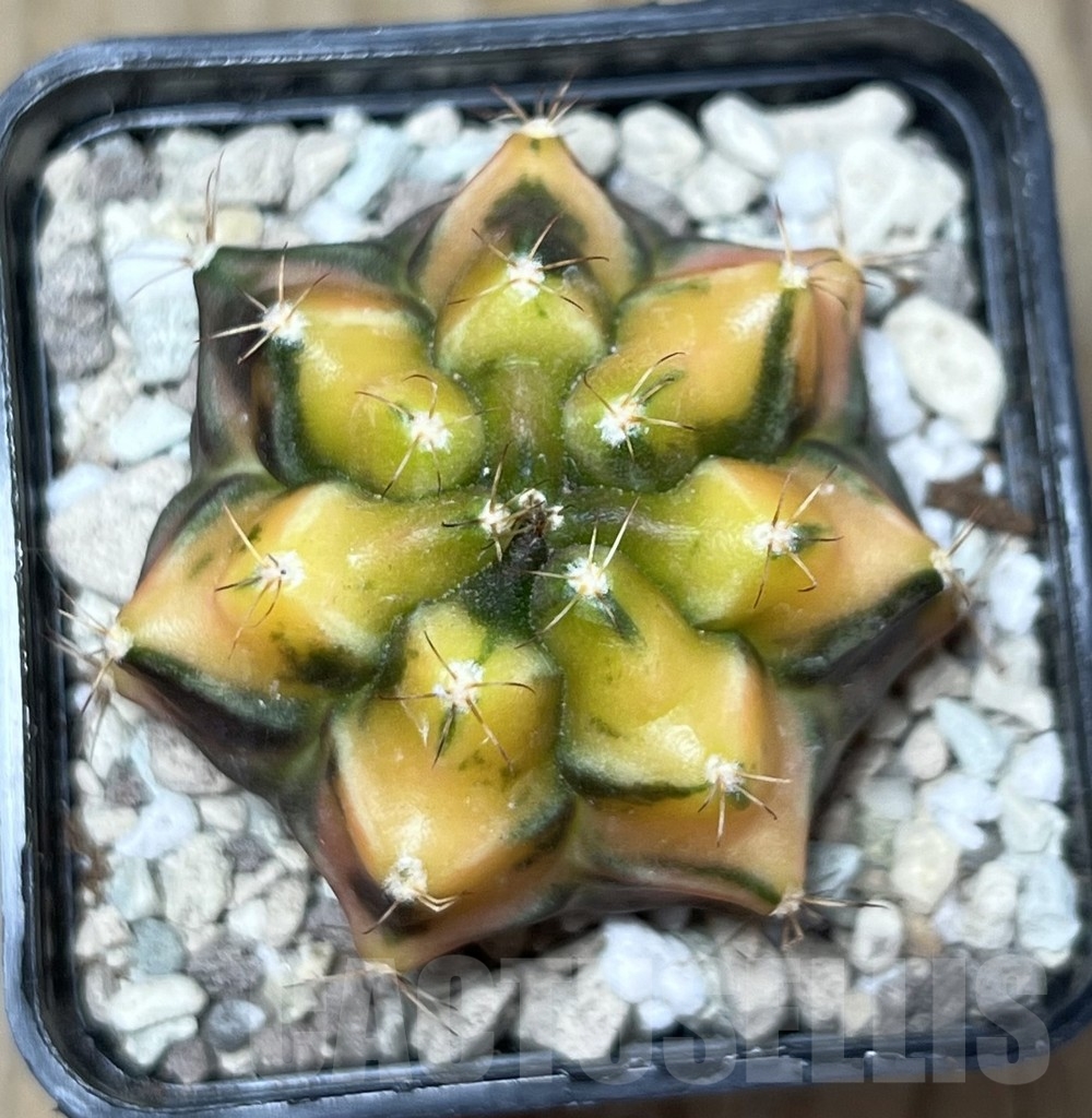 SHPR21678 Gymnocalycium mihanovichii 'Carnelian' - Obrázek 2