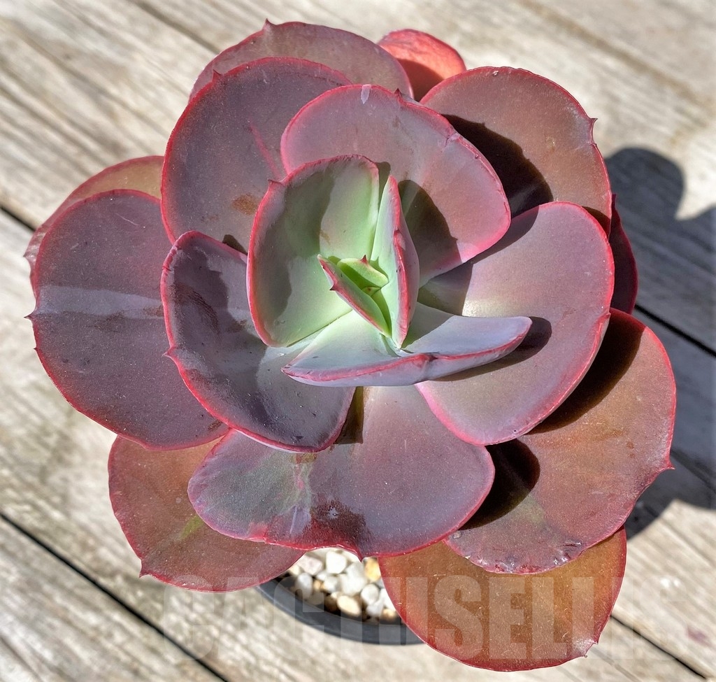 SHPR22520 Echeveria 'Suyon'