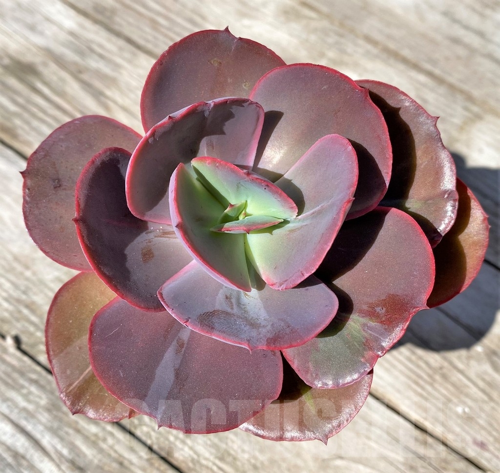 SHPR22520 Echeveria 'Suyon' – Image 2