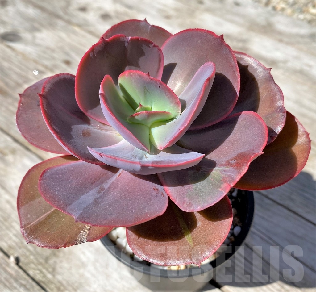 SHPR22520 Echeveria 'Suyon' – Image 3