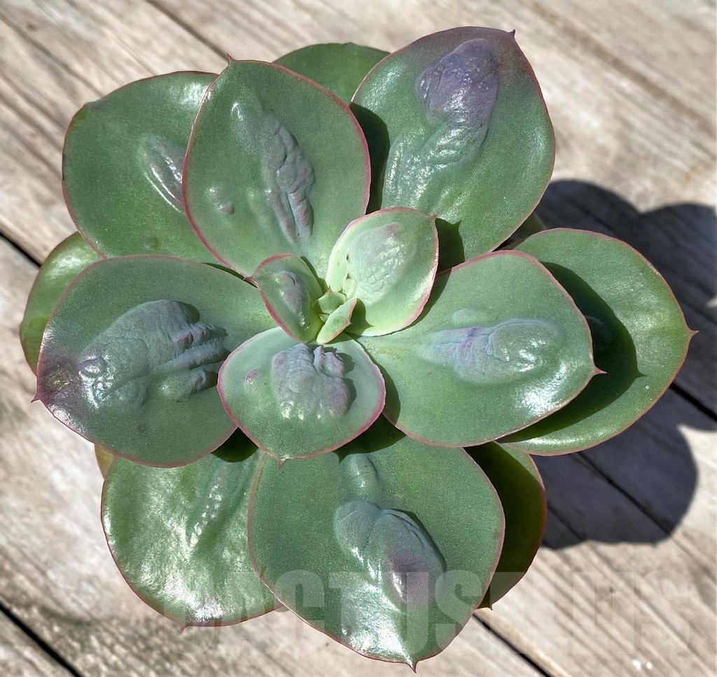 SHPR22522 Echeveria 'Baron Bold' – Bild 2