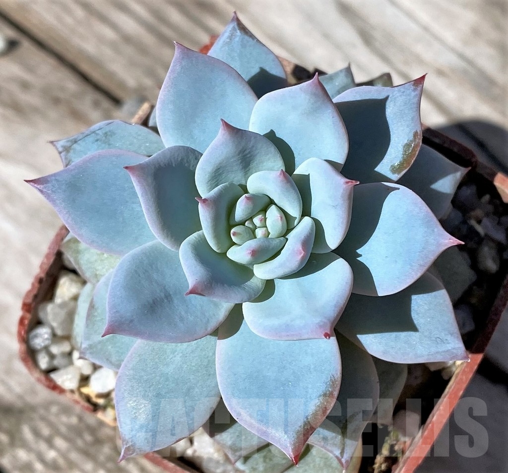 SHPR22524 Echeveria 'Blue Bird' hybrid – Bild 2