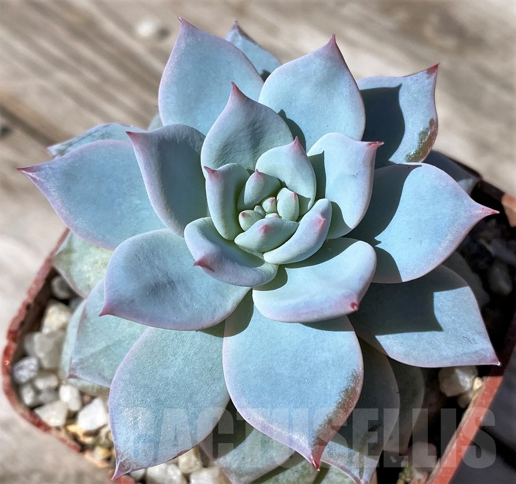 SHPR22524 Echeveria 'Blue Bird' hybrid