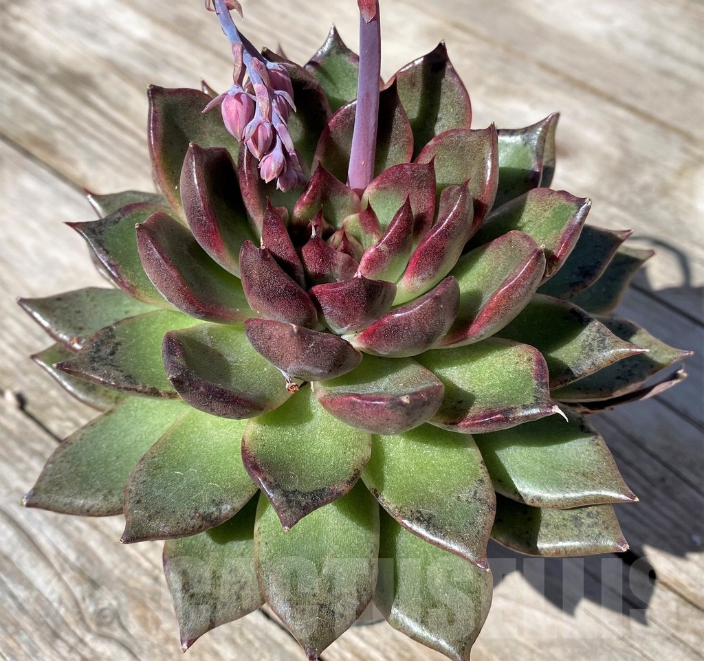 SHPR22525 Echeveria 'Black Rose' – Bild 2