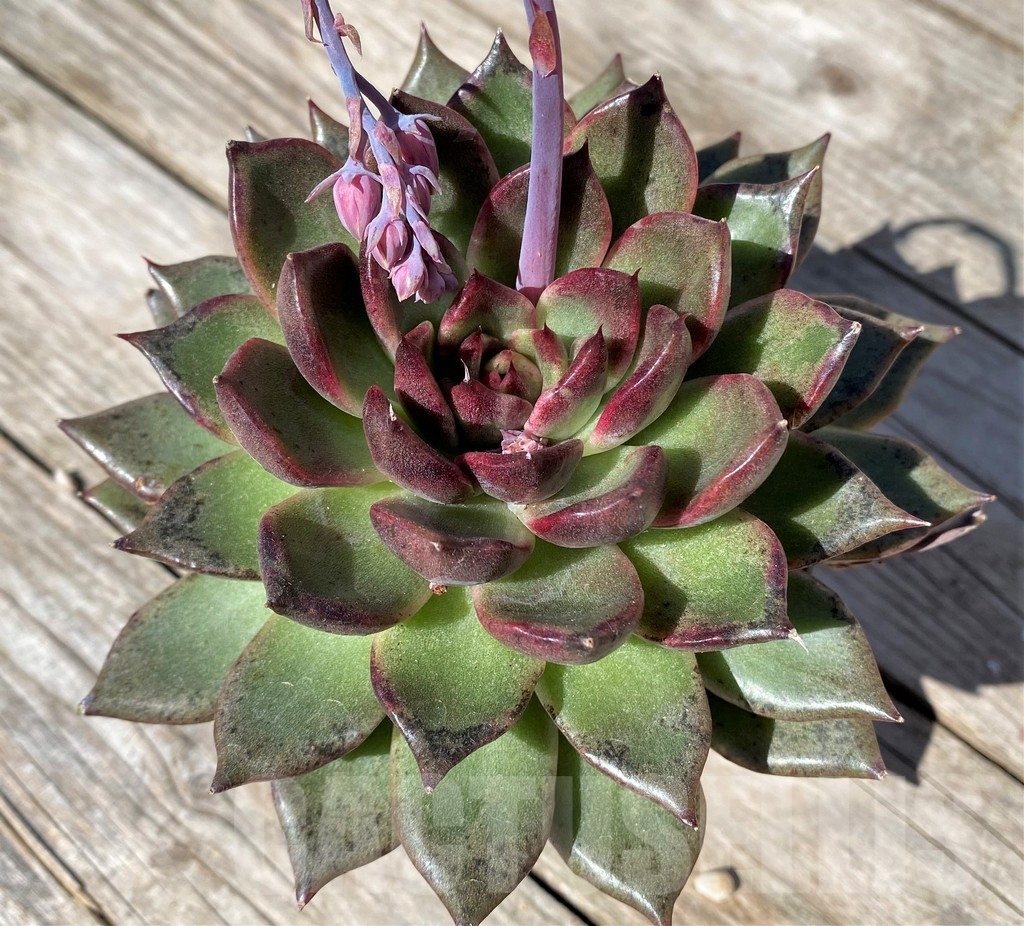 SHPR22525 Echeveria 'Black Rose'