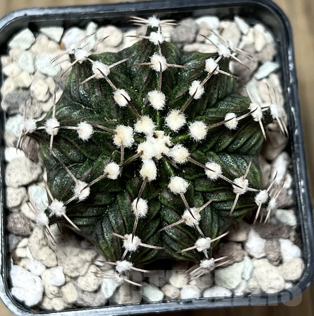 SHPR21692 Gymnocalycium mihanovichii ‘T-Rex’, seedling - Image 2