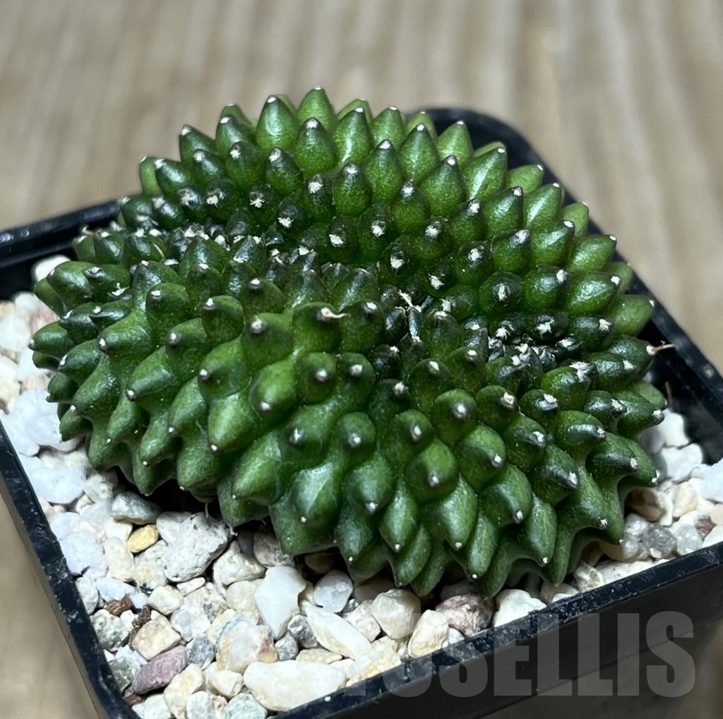 SHPR21696 Gymnocalycium mihanovichii ‘inermis’ f. cristata