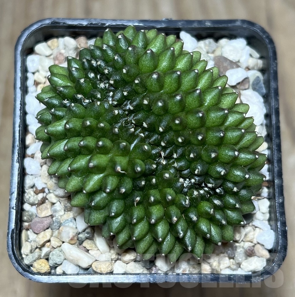 SHPR21696 Gymnocalycium mihanovichii ‘inermis’ f. cristata - Image 2