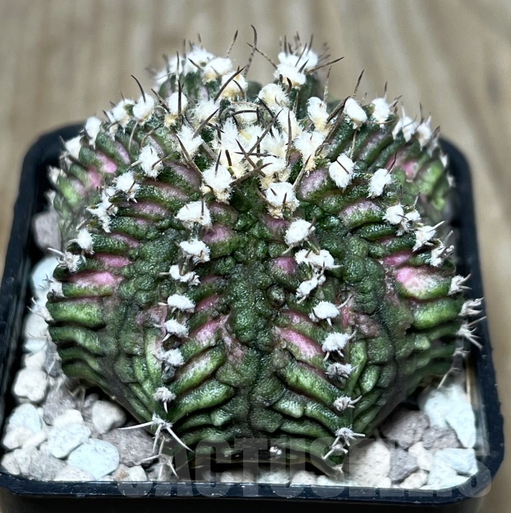 SHPR21698 Gymnocalycium mihanovichii ‘T-rex’
