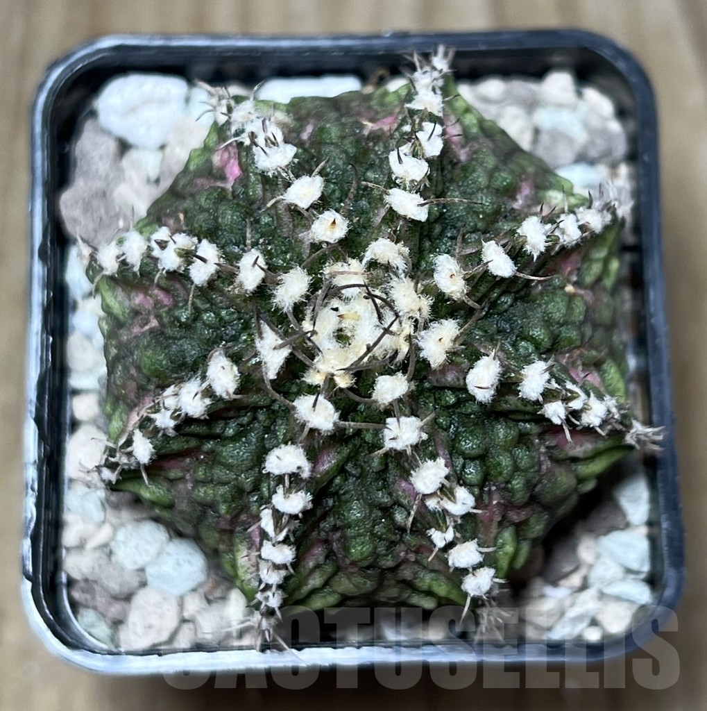 SHPR21698 Gymnocalycium mihanovichii ‘T-rex’ - Image 2