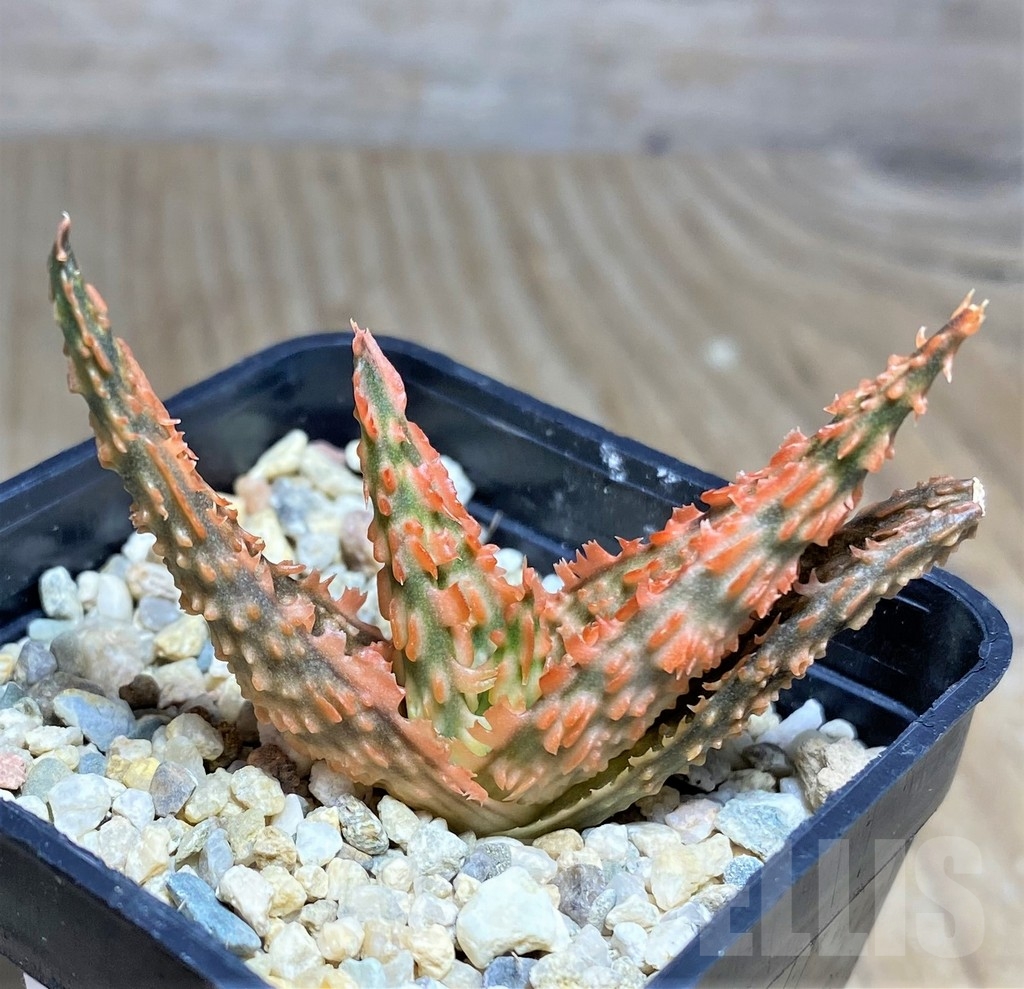 SHPR22654 Aloe TCT hybrid - Image 2