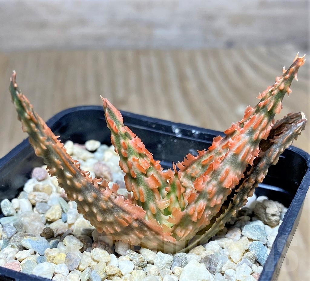 SHPR22654 Aloe TCT hybrid