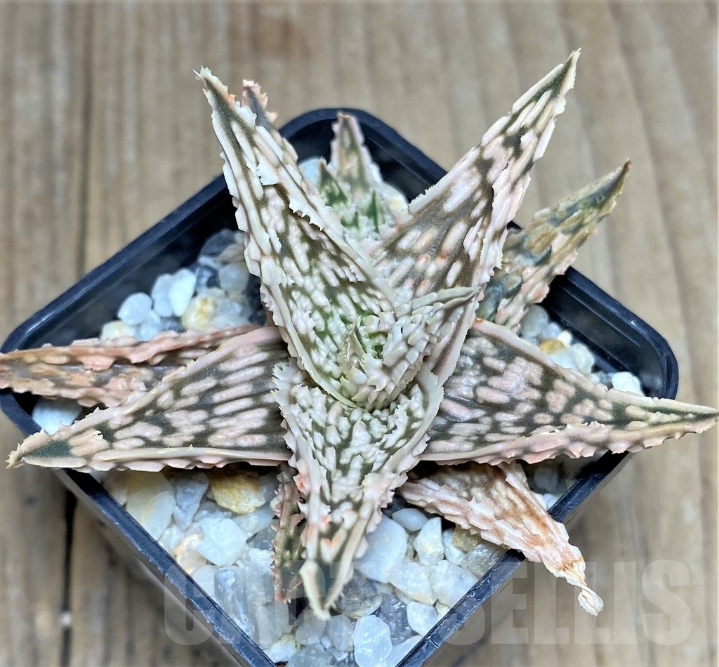 SHPR22655 Aloe hybrid - Image 2